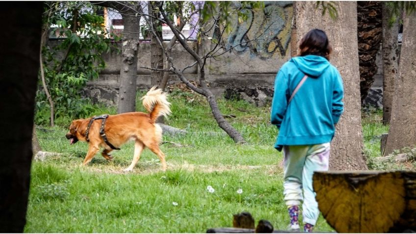 Localizan el cuerpo de otro perro asesinando en Bosque de Nativitas, Xochimilco: van 23 casos