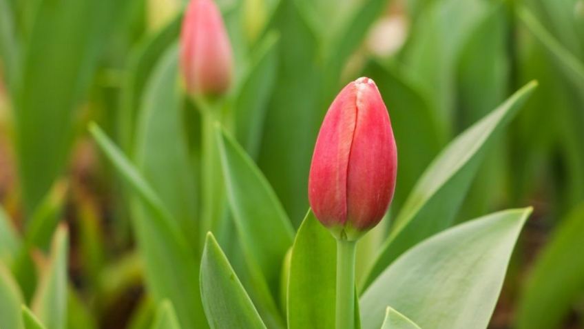 Día de San Valentín: Claudia Sheinbaum resalta flores del Suelo de Conservación