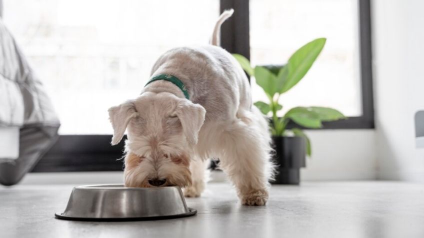 ¿Cuáles son las frutas que pueden comer los perros y cuáles no?