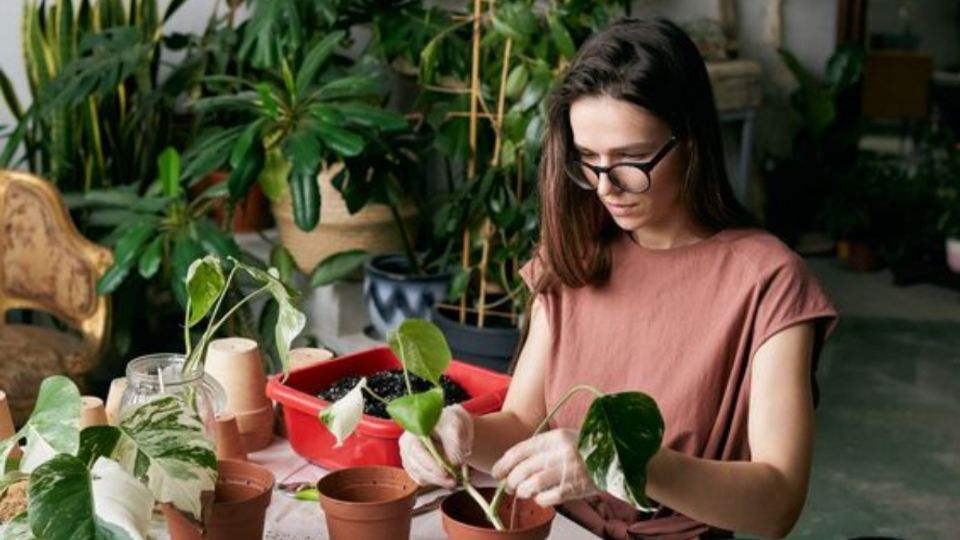 Estos medicamentos podrían ayudarte a tener plantas saludables y hermosas.
