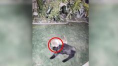 VIDEO: Perrita enfrenta y escapa del feroz ataque de un puma