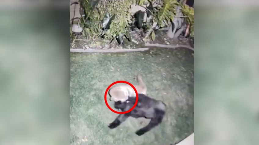 VIDEO: Perrita enfrenta y escapa del feroz ataque de un puma