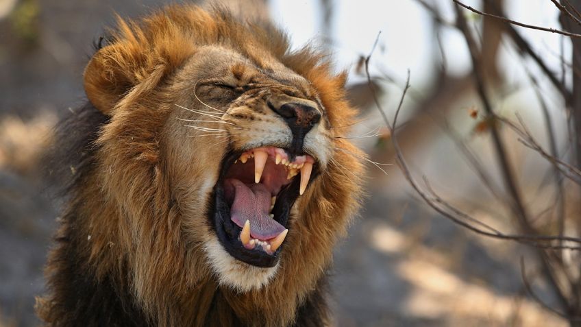 Hombre muere tras ser atacado por león en un zoológico; quería una selfie con el animal