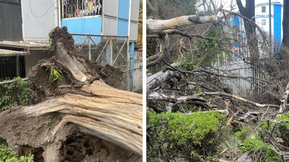 El árbol de 15 metros fue derribado por los fuertes vientos de esta tarde.