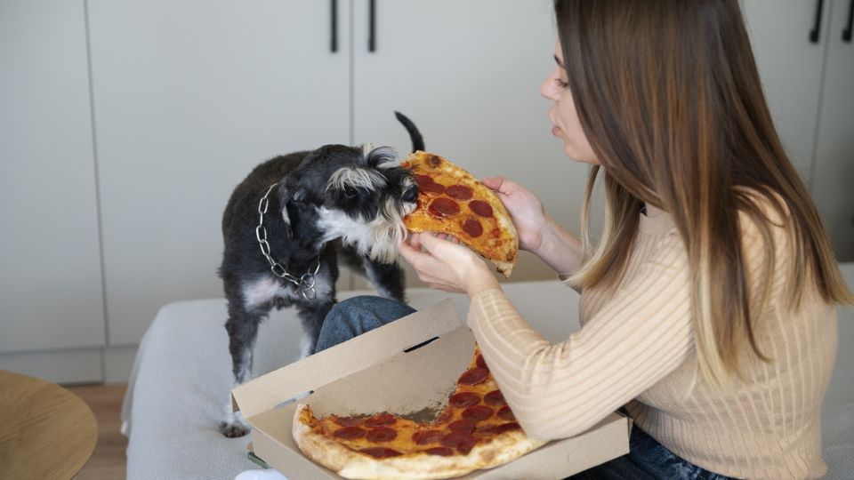 Puede salir a un restaurante con tu mascota