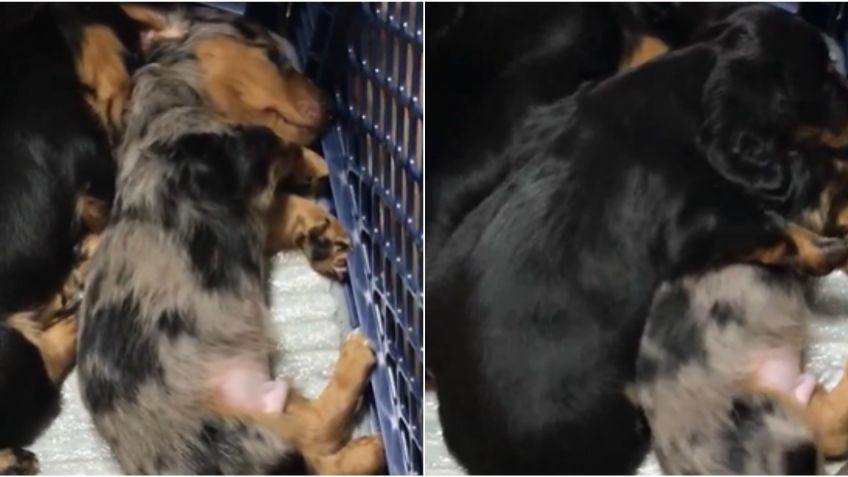 VIDEO: cachorro tranquiliza a su hermano que tiene una pesadilla y enternece las redes sociales