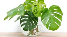 5 plantas de interior que crecen en agua y se verán hermosas en tu hogar