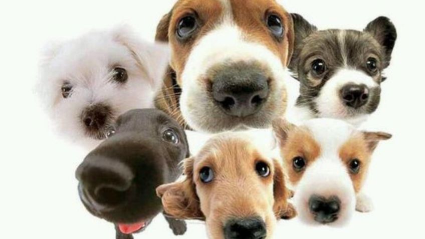 Conoce cuáles son las 4 razas de perros que más años viven, según estudio