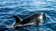 Pescadores de Sonora en alerta por avistamiento de orcas en sus playas: VIDEO