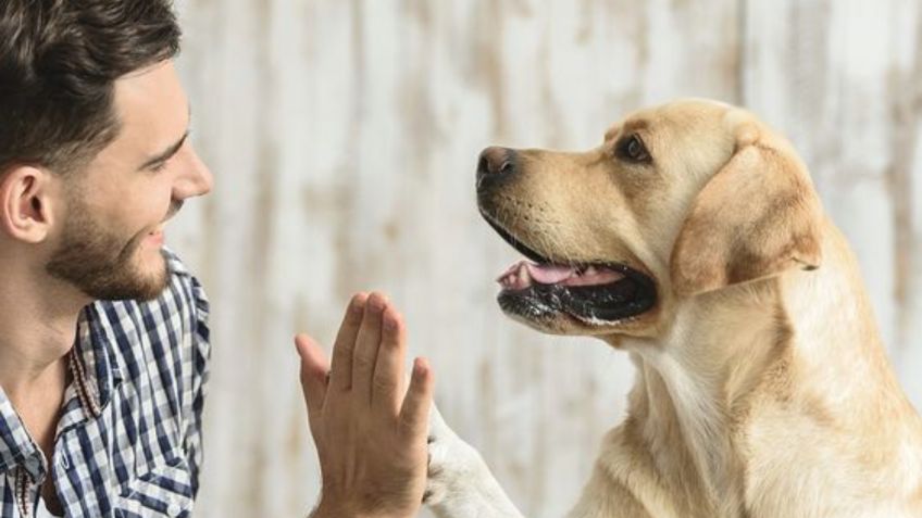 Descubre las razas de perros ideales para combatir la depresión