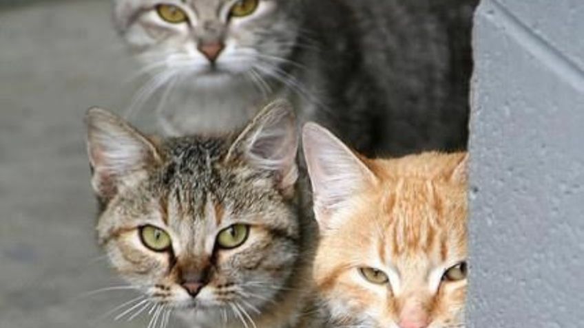 Conoce cuáles son las 3 razas de gatos que no deberías tener en tu casa, según veterinarios