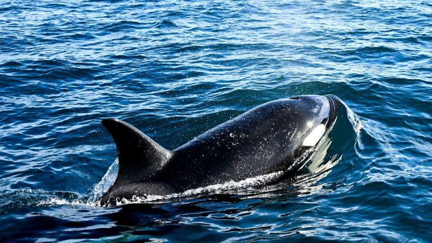 Pescadores de Sonora en alerta por avistamiento de orcas en sus playas: VIDEO