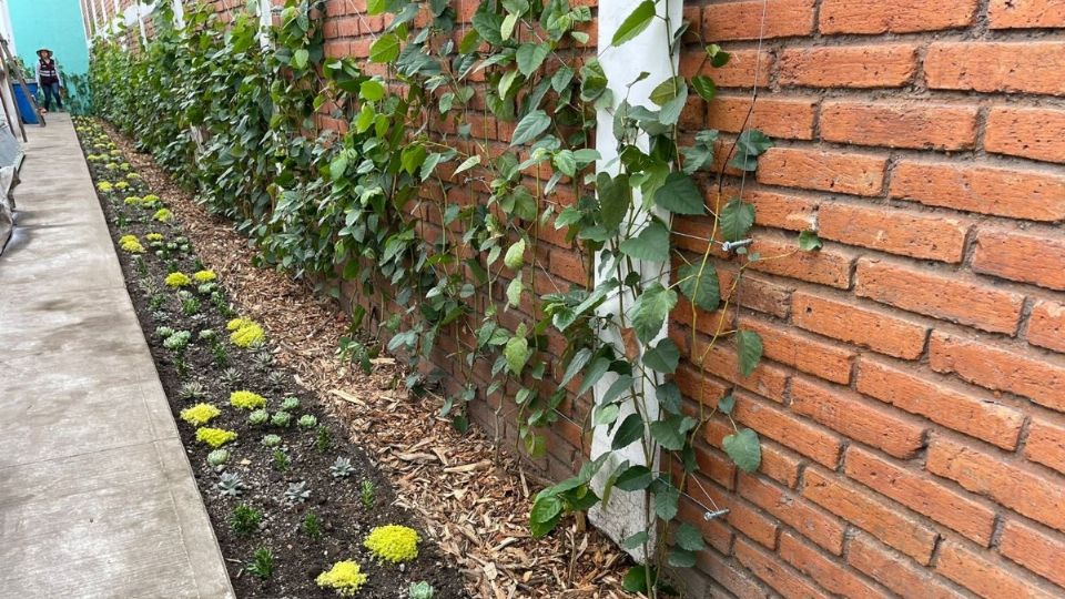 Las bardas vivas contribuyen a la retención sustancias contaminantes.