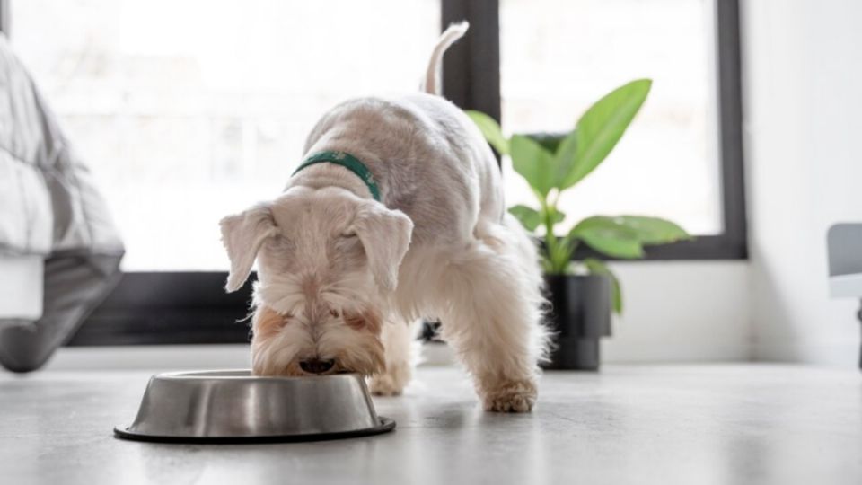 Es importante que tu perro mantenga una dieta saludable