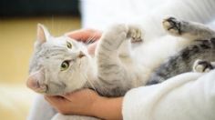 Toma asiento antes de saber lo que sienten los gatos cuando los abrazamos