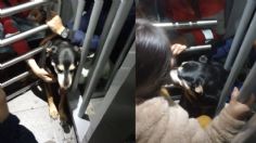 VIDEO: perro se atora en puerta en transporte público, pasajeros la salvan ante la pasividad de las autoridades