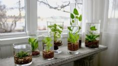 4 consejos básicos para que tus plantas en agua se mantengan hermosas y sanas