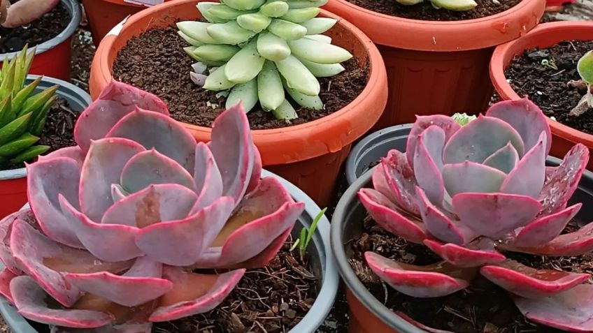 Cuidado de plantas: ¿Cómo saber si mi suculenta se está muriendo?