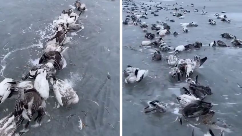 Temperaturas bajo cero congelan a miles de aves en lagos de China: VIDEO