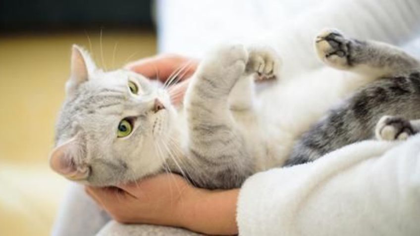 Toma asiento antes de saber lo que sienten los gatos cuando los abrazamos