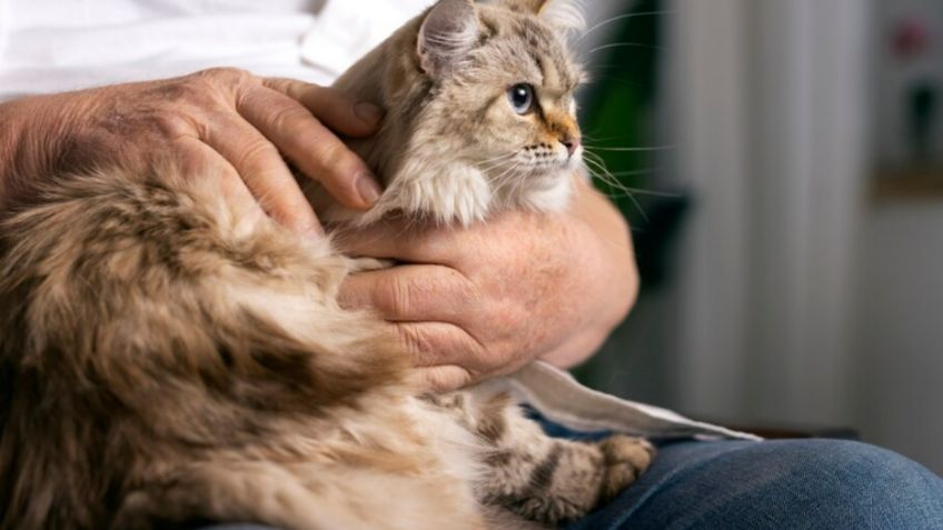 ¿Cómo cuidar a un gato mayor para que viva plenamente los últimos años de su vida?