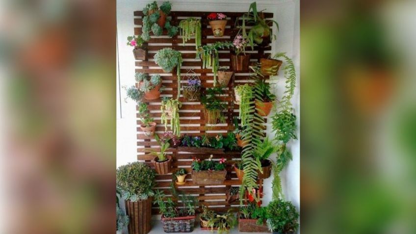 5 plantas hermosas que puedes colocar en un jardín vertical