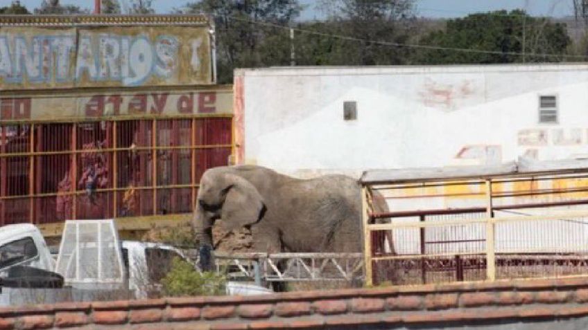 La cruel historia de la elefanta “Susy" en un corral de tráileres; Profepa ya la tiene resguardada