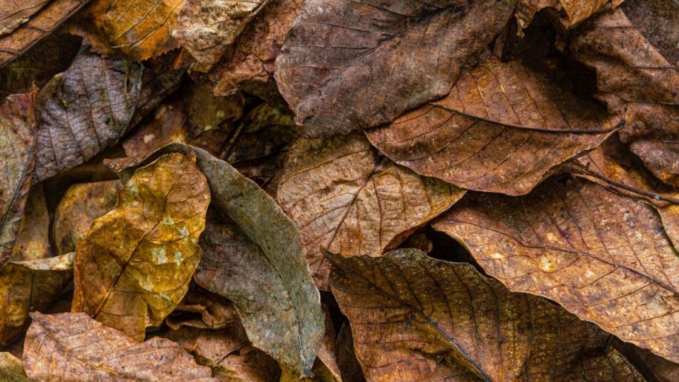 Conservan los nutrientes de los árboles