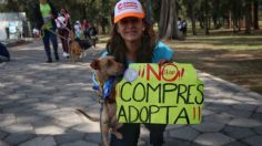 Esta es la importante razón por la cual debes de adoptar en vez comprar una mascota