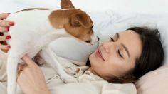 Ventajas y desventajas: conoce todo lo que implica el dormir con tus perros