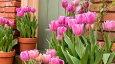 La forma ideal para plantar tulipanes en casa y llenarla de sus intensos colores y aromas