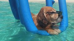 Cómo cuidar perfectamente a tus mascotas para que no se deshidraten por el calor