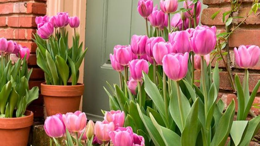 La forma ideal para plantar tulipanes en casa y llenarla de sus intensos colores y aromas