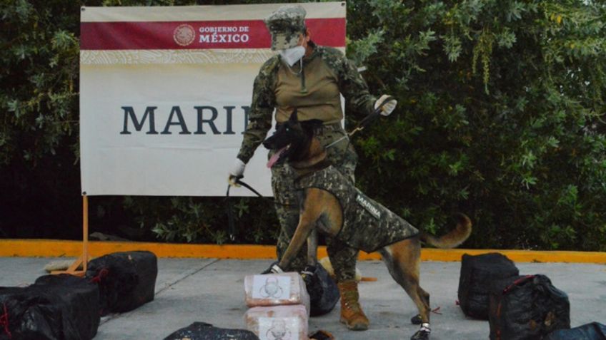 Asegura la Semar más de 600 kilogramos de cocaína en Oaxaca