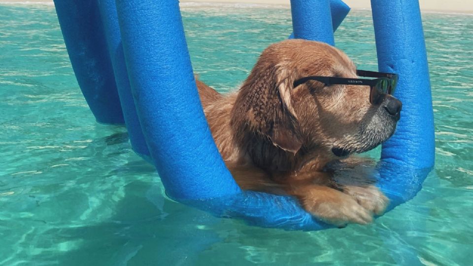 Tu mascota merece tener un excelente cuidado con este extremo calor