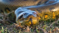 Descubren a la anaconda más grande del mundo, pesa más de 200 kg