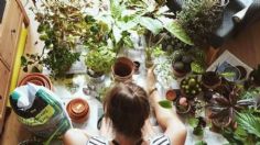 6 plantas de interior que debes tener para atraer el amor y la abundancia a tu hogar