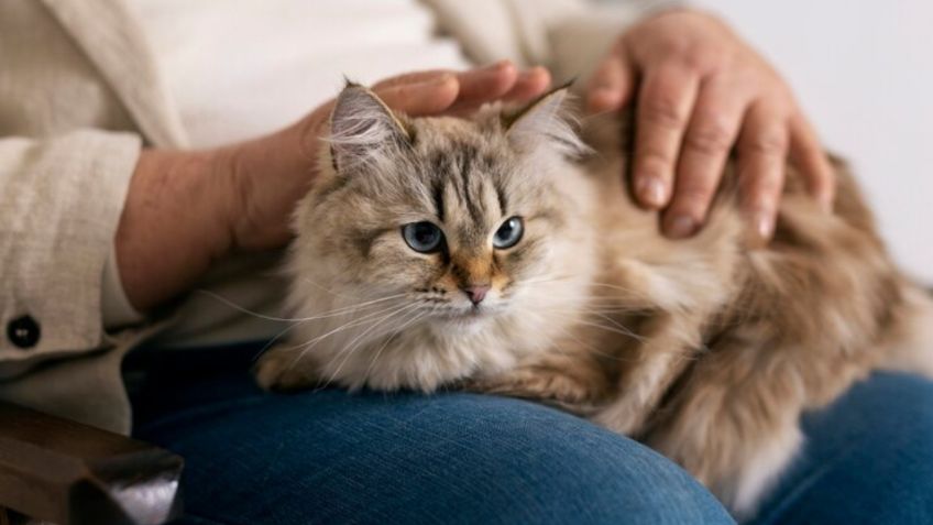 Esto es lo que debes hacer si tu gato vomita