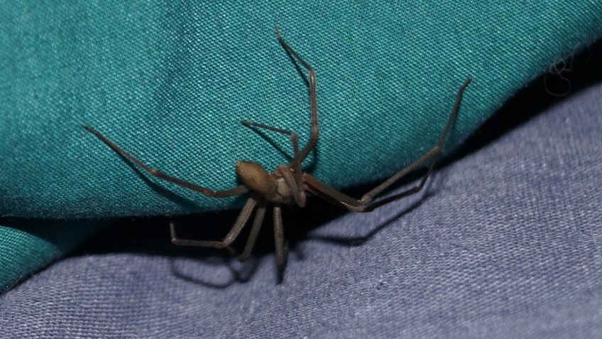 Araña violinista: ¿cuándo inicia la temporada de esta peligrosa especie en México y cómo identificarla?