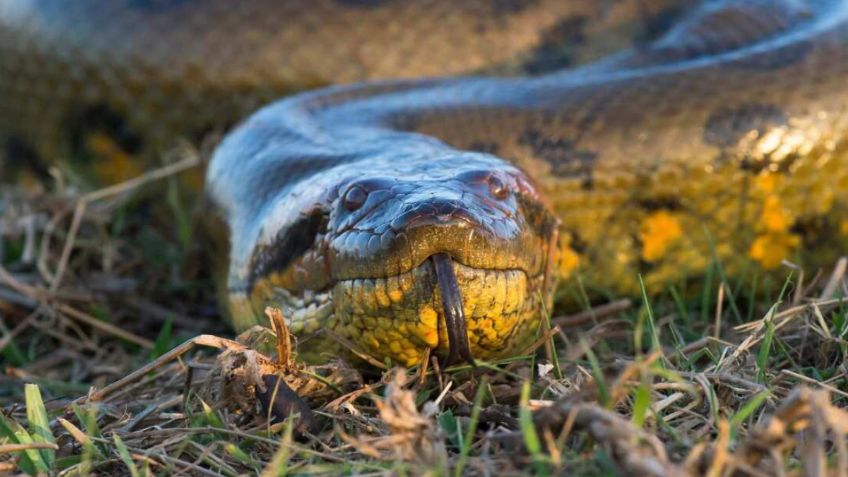 Descubren a la anaconda más grande del mundo, pesa más de 200 kg