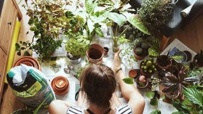 6 plantas de interior que debes tener para atraer el amor y la abundancia a tu hogar