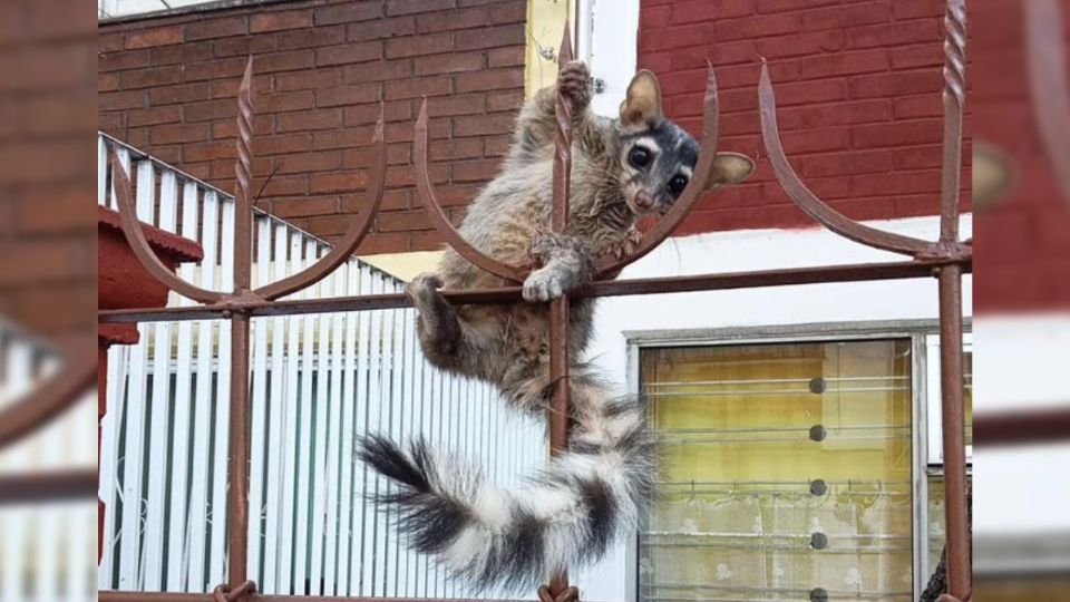 El pequeño cacomixtle estaba lesionado de su patita izquierda.