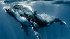 Misterio resuelto: científicos descubrieron cómo las ballenas logran hacer su espectacular canto sin ahogarse