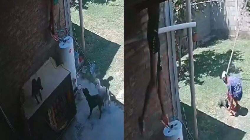 “Chorros perreros”, ladrones roban una casa acariciando a los perros del dueño: VIDEO