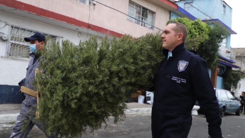 "Árbol por Árbol, tu Ciudad Reverdece" logra reciclar más de mil 700 árboles en Cuajimalpa