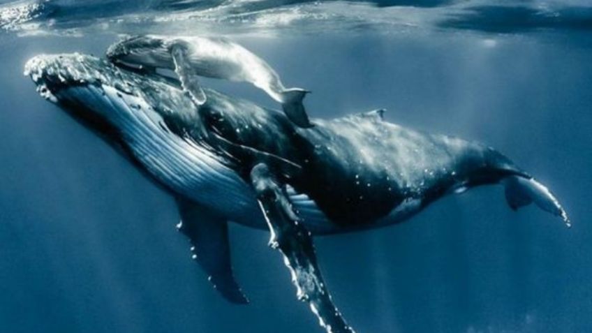 Misterio resuelto: científicos descubrieron cómo las ballenas logran hacer su espectacular canto sin ahogarse