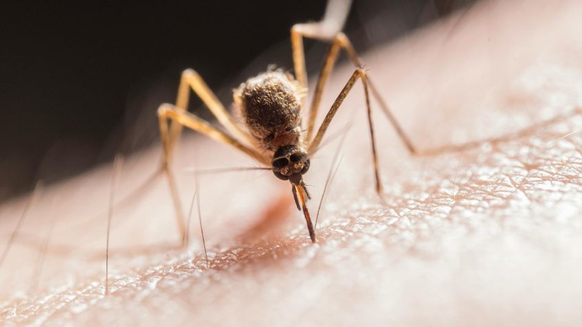 Mosquitos, los principales causantes de muertes en humanos: esta es la lista de enfermedades que transmiten