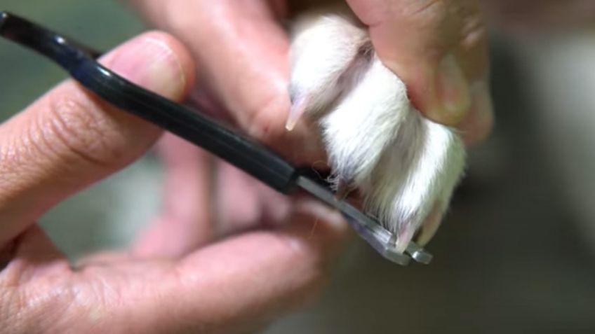 Esta es la mejor forma de cortar las uñas de tu perro sin lastimarlo