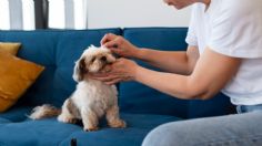 2 repelentes naturales para que a tu perro no lo piquen insectos y garrapatas