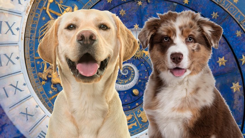 Así luciría tu signo zodiacal si fuera un perro, según la Inteligencia Artificial